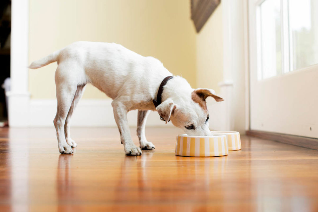 Dog eating food out of bowl