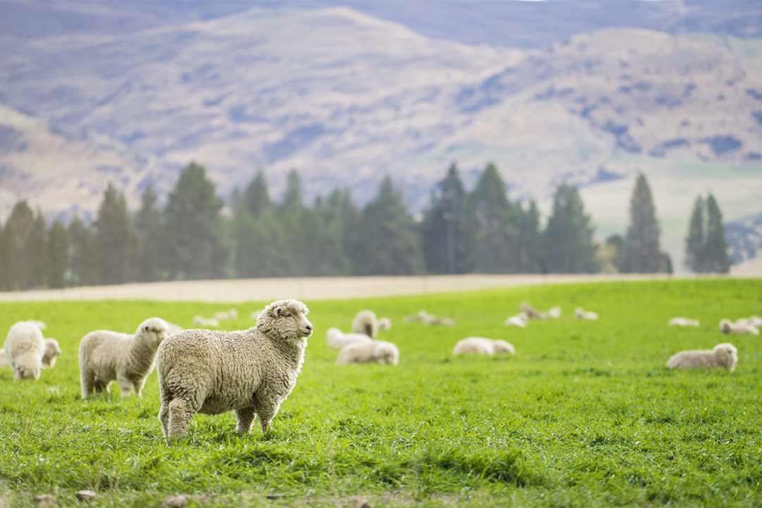 New Zealand sheep (©STOCKR - STOCK.ADOBE.COM)