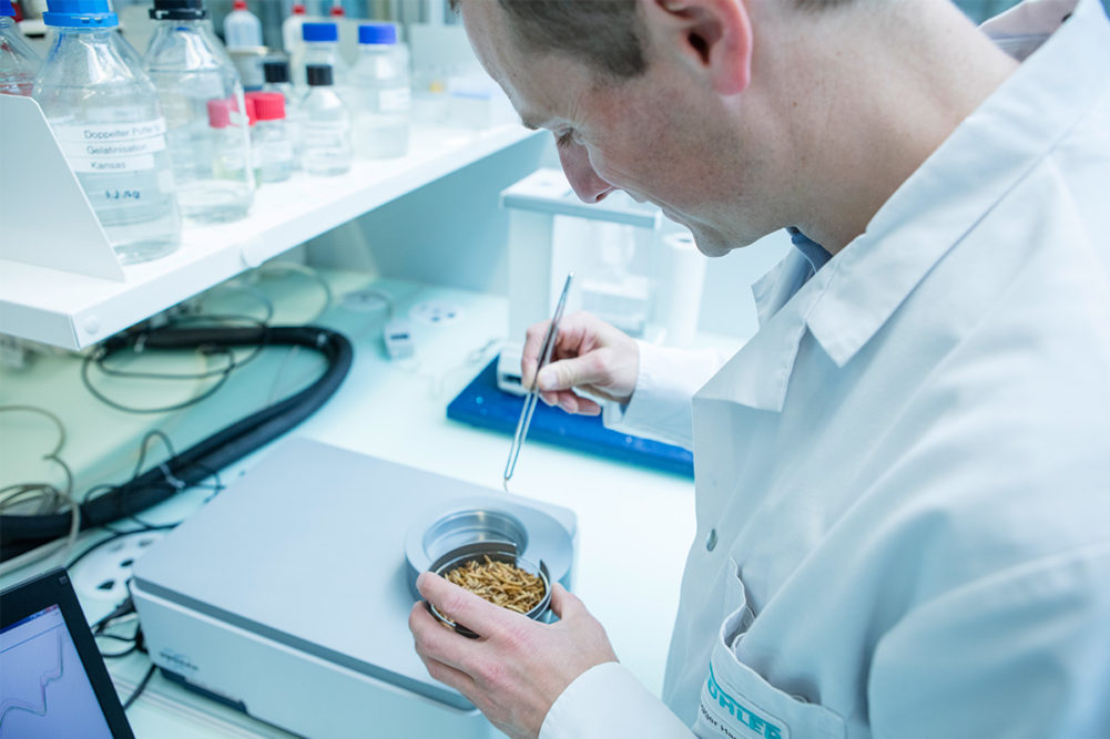 Insect research at Bühler Insect Technology Solutions
