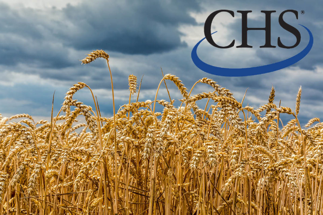 Wheat field with CHS logo