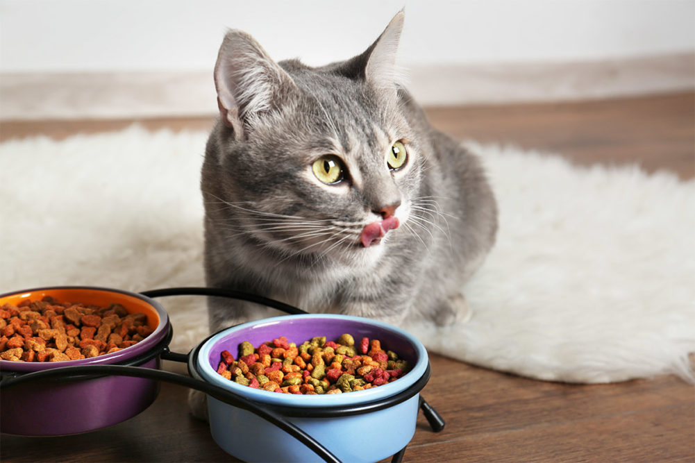 Cat licking mouth, sitting in front of two bowls of food (©STOCKR - STOCK.ADOBE.COM)
