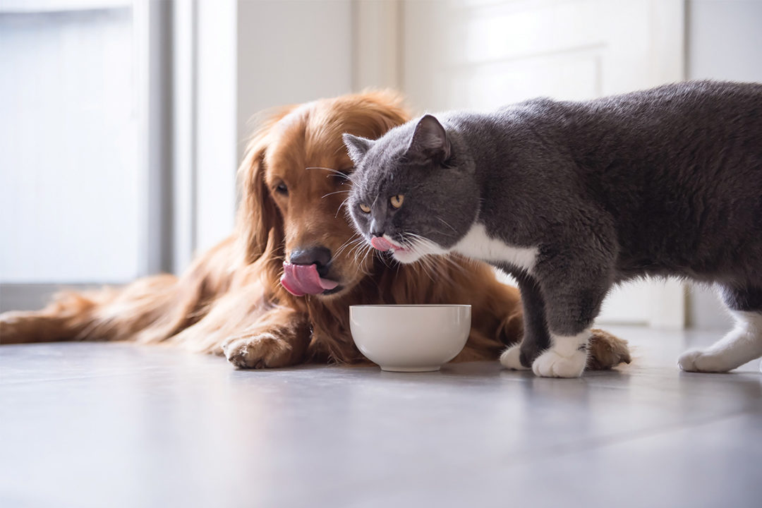 Dog and cat licking lips in front of bowl of pet food