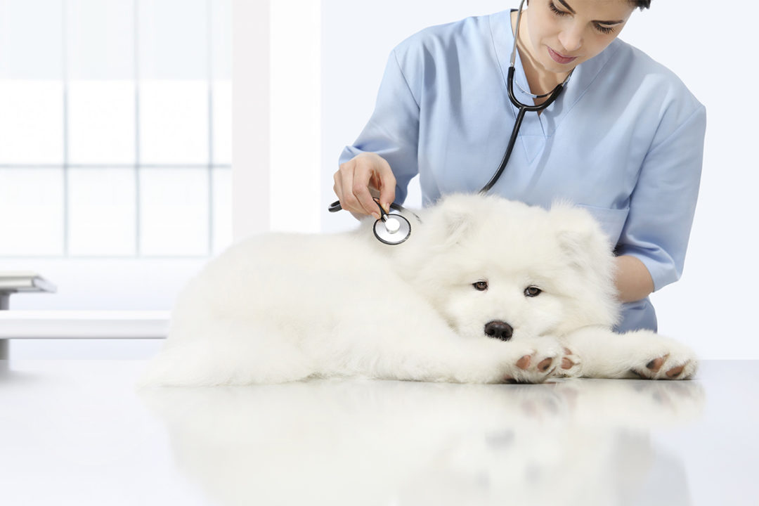 Dog being examined by veterinarian (©STOCKR - STOCK.ADOBE.COM)