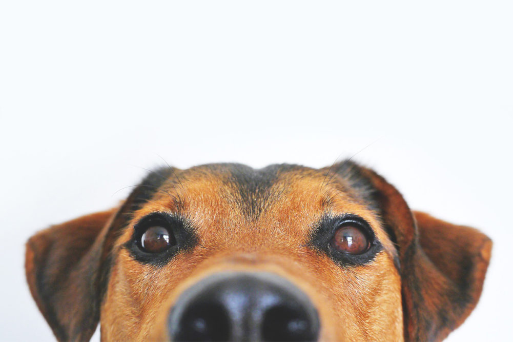 A beagle face