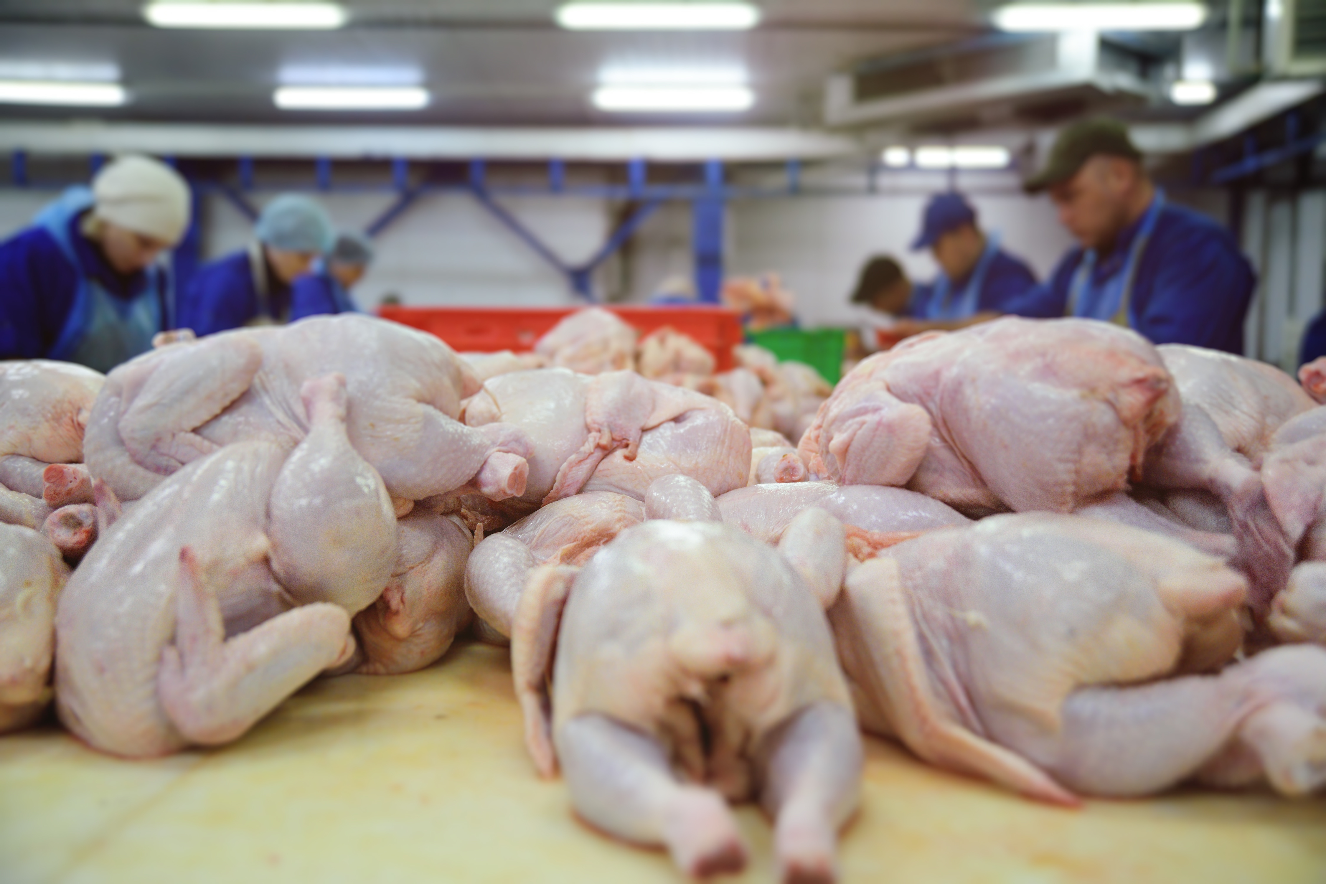 Raw chicken in processing plant