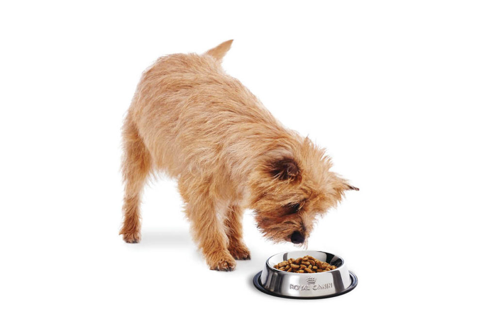 Dog eating food in Royal Canin bowl
