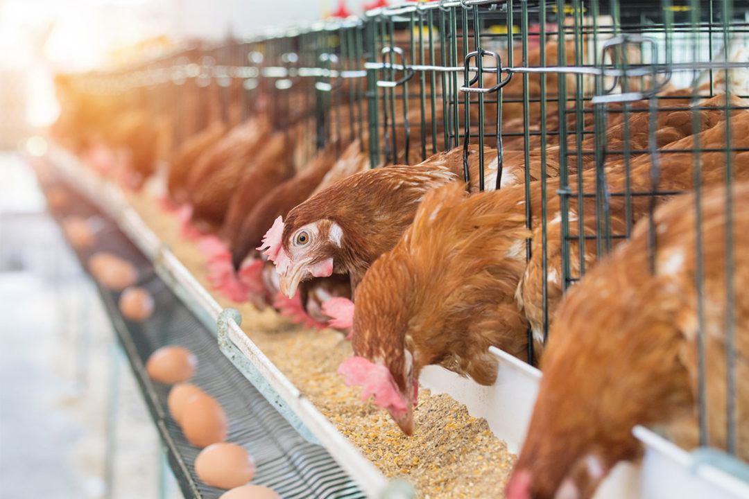 Chickens eating feed (©STOCKR - STOCK.ADOBE.COM)
