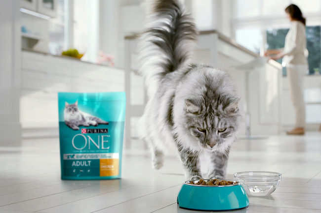 Purina ONE cat food and cat