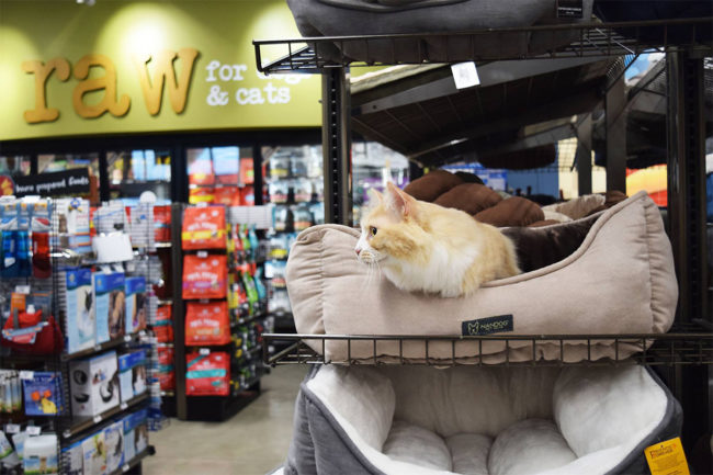 Cat sitting on bedding inside Pet Food Express store in California