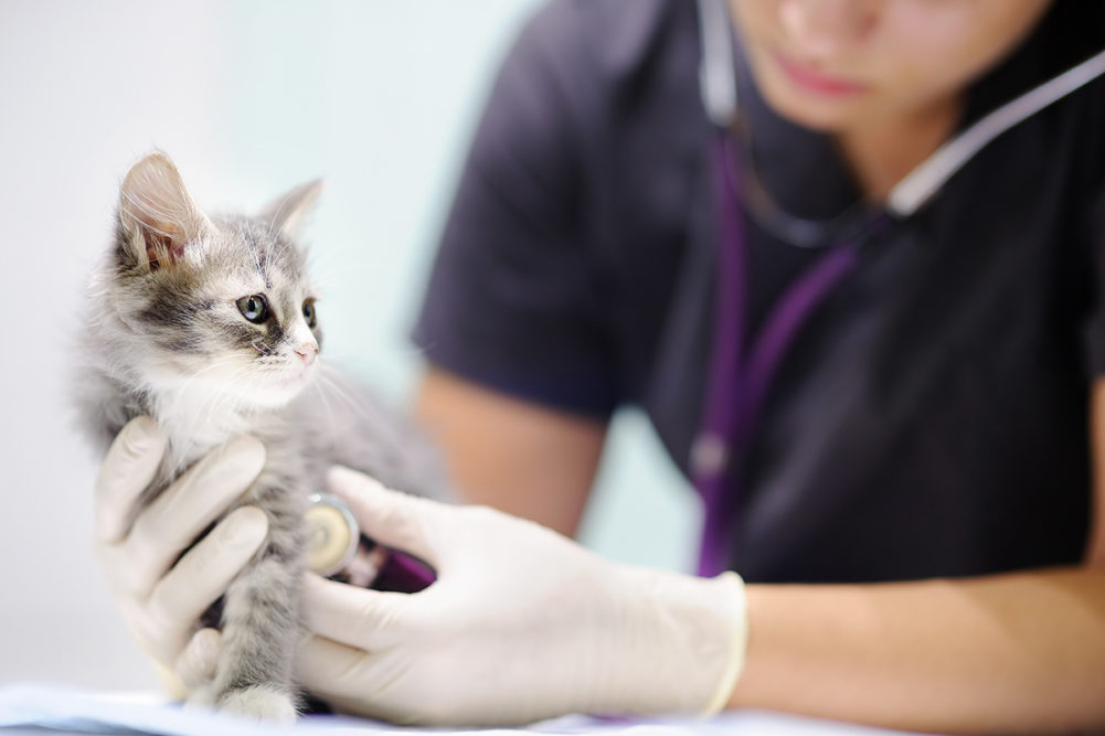 Veterinarian examining kitten (©STOCKR - STOCK.ADOBE.COM)