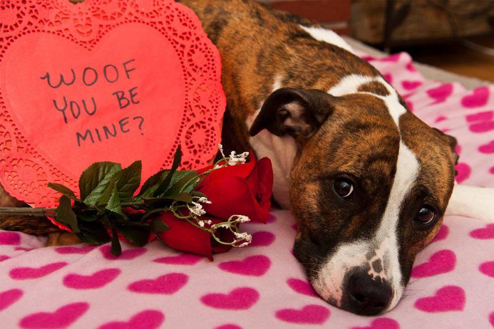 Dog with roses and box of Valentine's chocolates with "Woof you be mine?" written on it (©STOCKR - STOCK.ADOBE.COM)