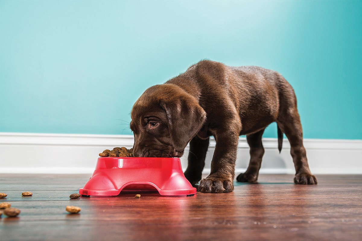 Chocolate lab puppy eating from red bowl ©istock.com