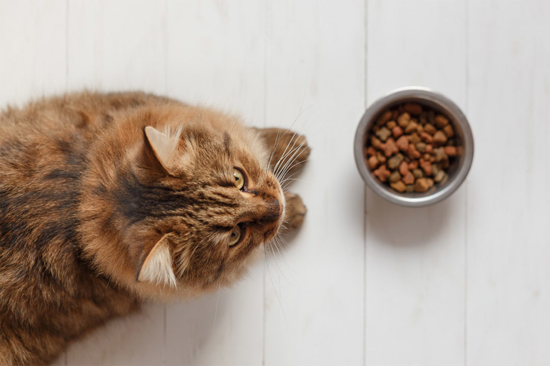 Cat in front of food bowl (©STOCKR - STOCK.ADOBE.COM)
