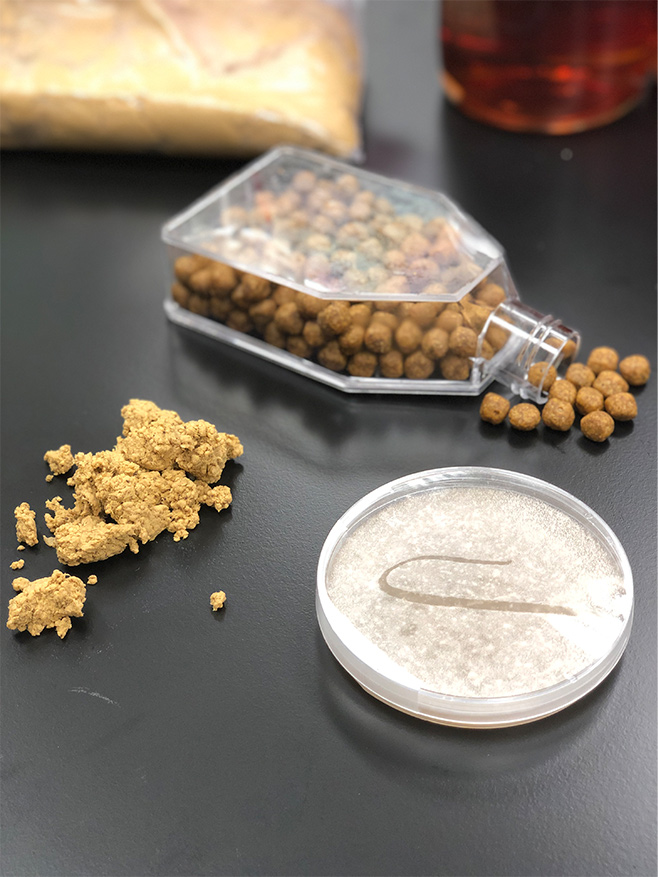 Wild Earth cultured koji protein and kibble prototypes